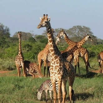 tourhub | Gracepatt Ecotours Kenya | 3-Days Tsavo West National Park Wildlife Safari From Nairobi 