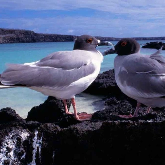 tourhub | Latin Trails | Galapagos Northern and Southern Islands Cruise 