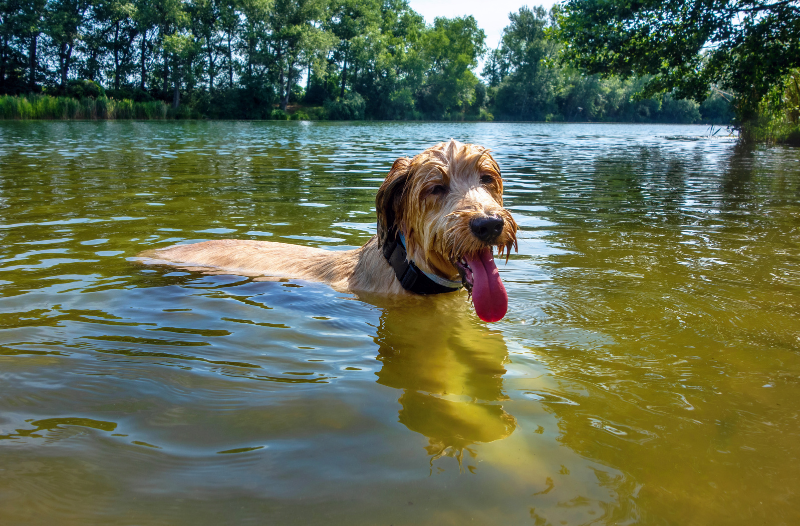 Dog Swimming in Pond