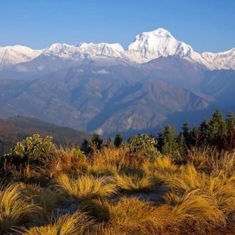 tourhub | Sherpa Expedition & Trekking | Ghorepani Poon Hill Trek 8 Days 