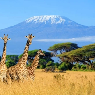 tourhub | Kilimanjaro Habitat Safaris | 6 Days Kilimanjaro Climb Marangu Route 