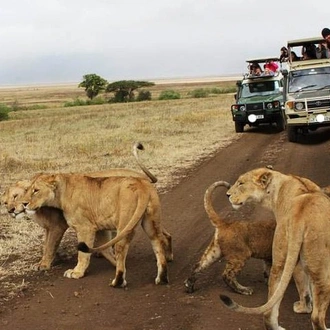tourhub | Gracepatt Ecotours Kenya |  4 Days Masai Mara Lodge Safari on 4x4 Land Cruiser Jeep 