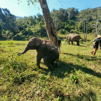 tourhub | Backpacking Tours | Volunteering with Elephants: Thailand 