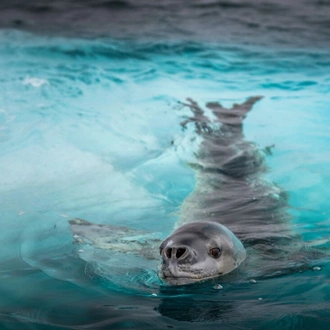 tourhub | Intrepid Travel | Journey to the Antarctic Circle (Ocean Endeavour) 