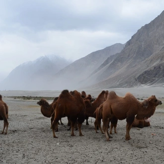 tourhub | Holidays At | Amazing Ladakh 