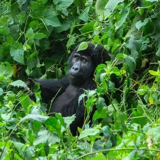 tourhub | G Adventures | Gorillas of Uganda Overland Safari 