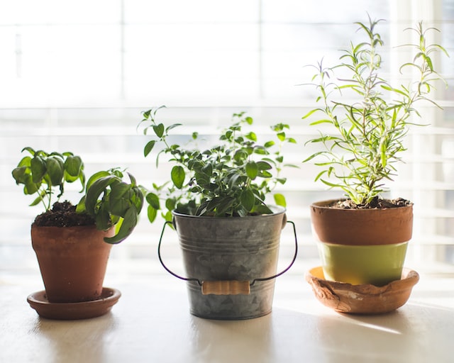 What You Need for Indoor Gardening in Singapore