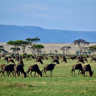 tourhub | Widerange African Safaris | 7 Days Tanzania mid-range Lodge Safari - Serengeti Migration Safari 