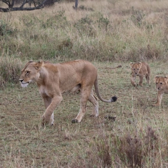 tourhub | Eddy tours and safaris | The Best 9 Days Serengeti Migration 