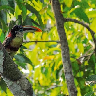 tourhub | Bamba Travel | Puerto Maldonado Amazon Field Station 5D/4N (from Puerto Maldonado) 