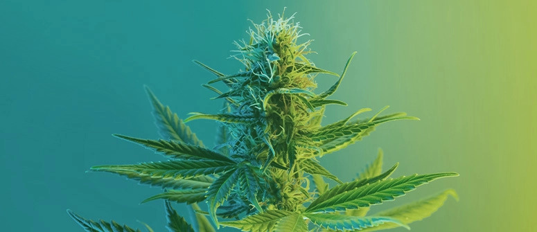 How F1 Hybrid Cannabis Seeds Are Developed