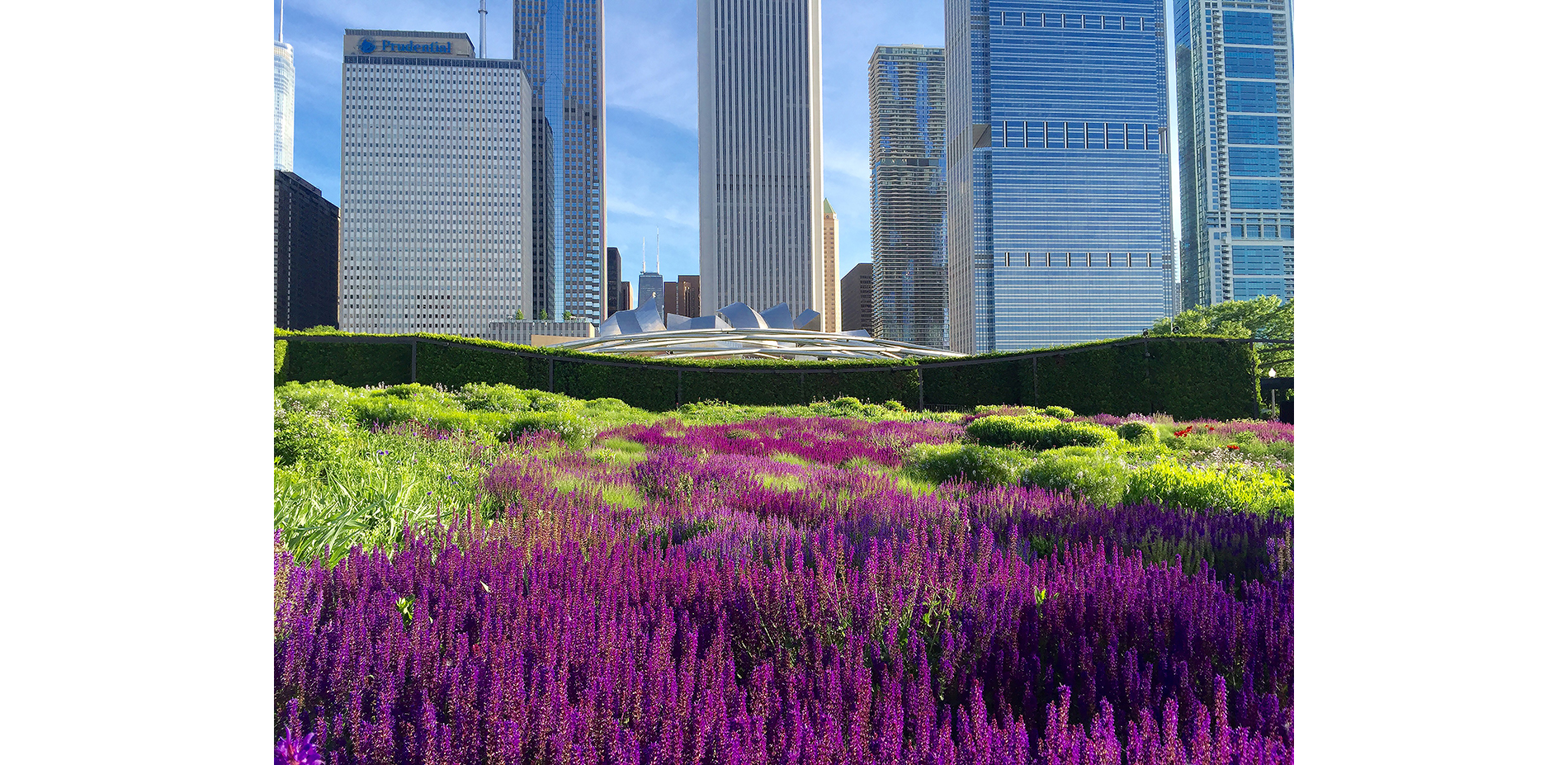 Lurie Garden's Salvia River with Jay Prtizker Pavilion in background