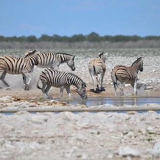 tourhub | Across Africa Tours Travel | 7 Days / 6 Nights Sossusvlei, Swakopmund and Etosha National Park ( Comfort) 