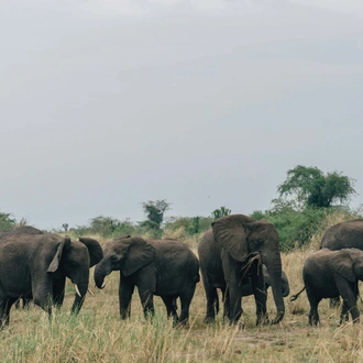 tourhub | YellowWood Adventures | Wildlife of Western Uganda Safari 