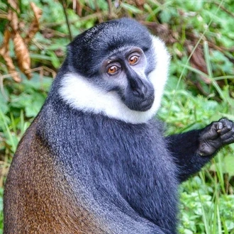 tourhub | Kingfisher Journeys | 6-Day Rwanda Adventures - Great Apes & Lake Kivu 