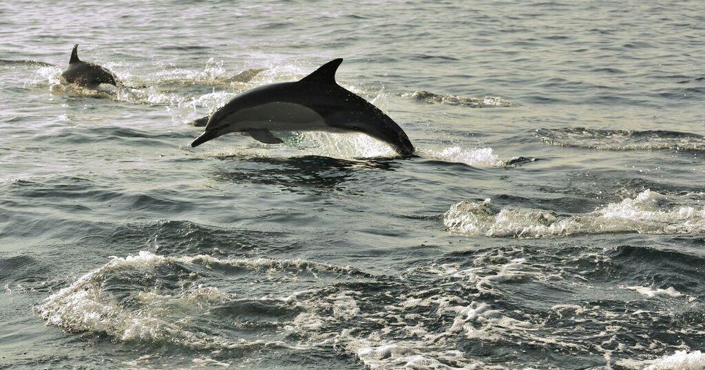 Ocean Dolphin Cruise