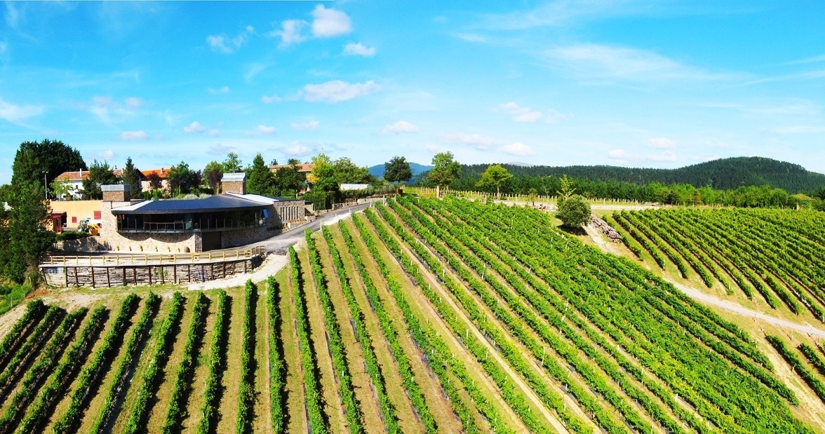 Tour de Vino Txakoli en Bilbao en Semi-Privado con Recogida - Alojamientos en Bilbao