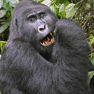 tourhub | Verdoro Safaris | 7-Day Chimps, Gorillas Trekking and Wildlife Tour 