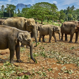 tourhub | SpiceRoads Cycling | Sri Lanka Spice Trails 