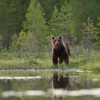 tourhub | Nordic Unique Travels | Overnight Bear Safari - Kuusamo & Oulanka rapids - Small Group Tour  