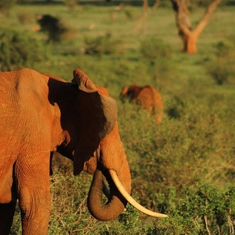 tourhub | KT & Safaris | 3 Days safari Tsavo east and Amboseli national park. 