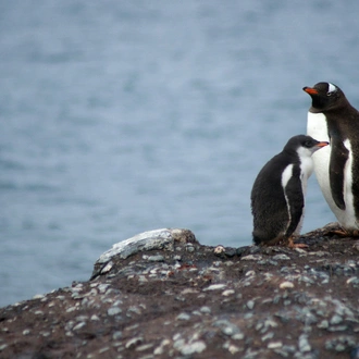 tourhub | Collette | Antarctica: The White Continent  