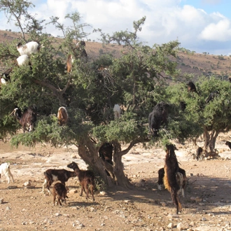 tourhub | Exodus Adventure Travels | Cycle Morocco's Great South 