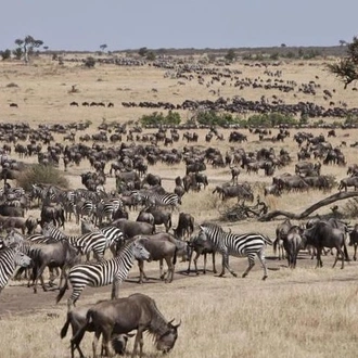 tourhub | Gracepatt Ecotours Kenya | 6 Days Masai Mara Wildebeest Migration Safari Holiday 