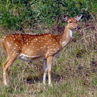 tourhub | Panda Experiences | Rajasthan with Ranthambore 