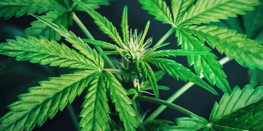 When to Fim Marijuana Plants