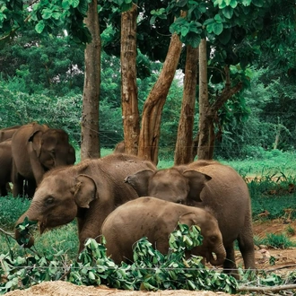 tourhub | Stelaran Holidays | Elephant in Sri Lanka 