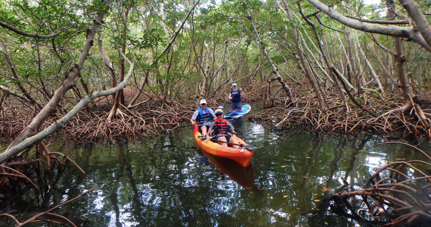 Key West Kayak & Paddleboard Tours of Mangroves, Sunset Harbor & Full Moon image 1