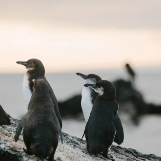 tourhub | Intrepid Travel | Ultimate Galapagos: Central Islands (Grand Daphne) 