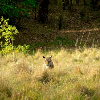 tourhub | Go Book Tours | Best Tiger Safari in India 