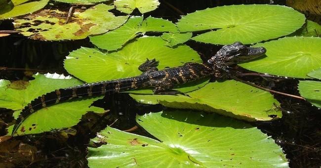 Orchids & Alligators Kayak Eco Tour