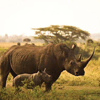 tourhub | Cosmos | On Safari in Kenya with Nairobi 