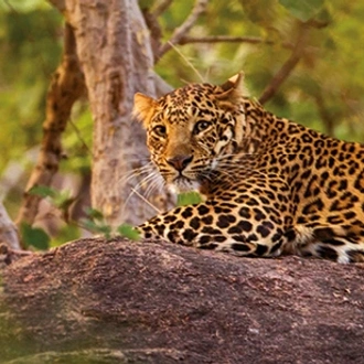 tourhub | Saga Holidays | Wild India 