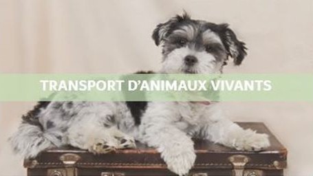 Représentation de la formation : Classe virtuelle - Transport d'Animaux Vivants canin/ félin 