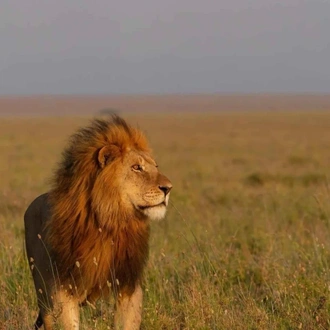 tourhub | Mbega African Safaris | 3-Days Tanzania Safari, Tarangire, Ngorongoro, Lake Manyara 