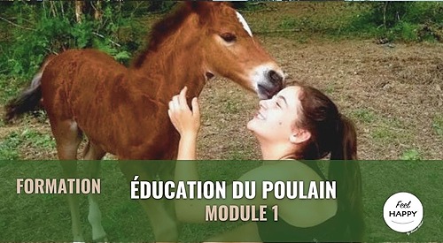 Représentation de la formation : Education du poulain - Module 1 