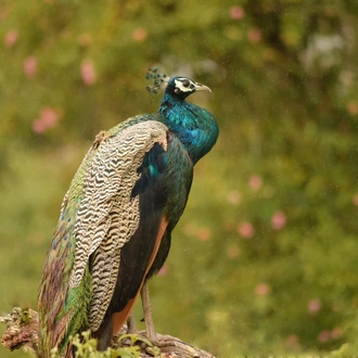 tourhub | Discover Activities | Short Wildlife Escape to Bandipur and Mudumalai From Bangalore 