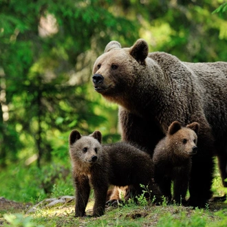 tourhub | Nordic Unique Travels | Overnight Bear Safari - Kuusamo & Oulanka rapids - Small Group Tour  