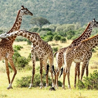 tourhub | Gracepatt Ecotours Kenya | 9 Days Kenya Classic Lodge Safari 