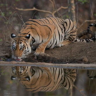 tourhub | Alkof Holidays | Central India Wildlife Tour 