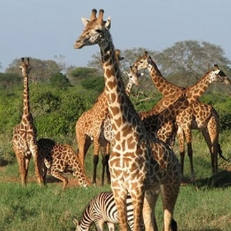 tourhub | Johnbow Tours and Travel | 3 Days Tsavo East & Tsavo West Safari 