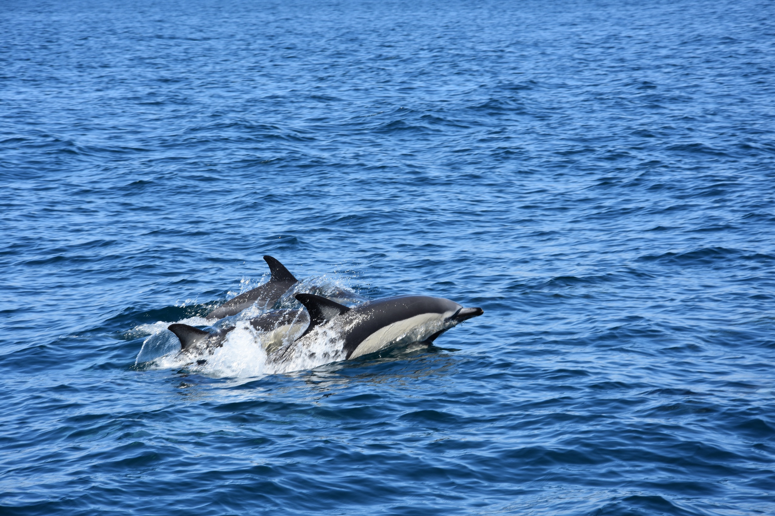 Golfinhos e Grutas – OceanEye Albufeira
