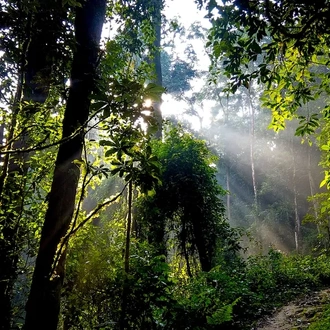 tourhub | Kingfisher Journeys | 3 Days Nyungwe National Park Expedition 