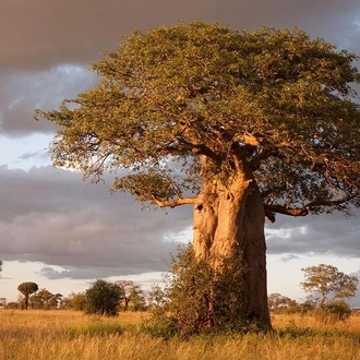 tourhub | Gracepatt Ecotours Kenya | 3 Days Tarangire National park Wildlife Safari  