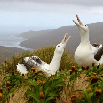 tourhub | Heritage Expeditions | Galapagos of the Southern Ocean 