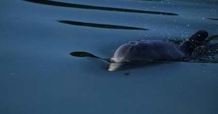 Dolphin Discovery Tour - One Hour